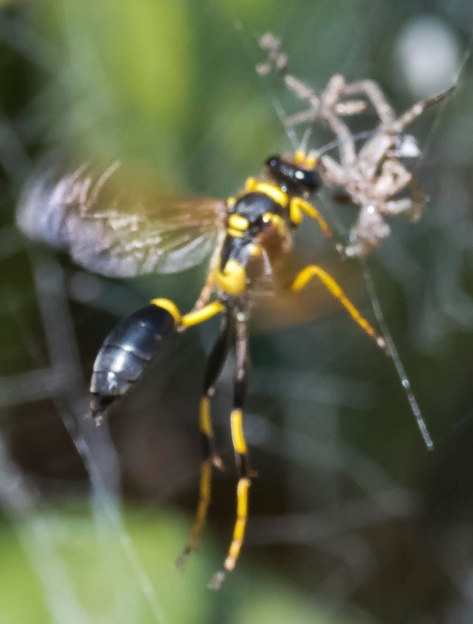 Black and Yellow Mud Dauber wasp, Sceliphron caementarium