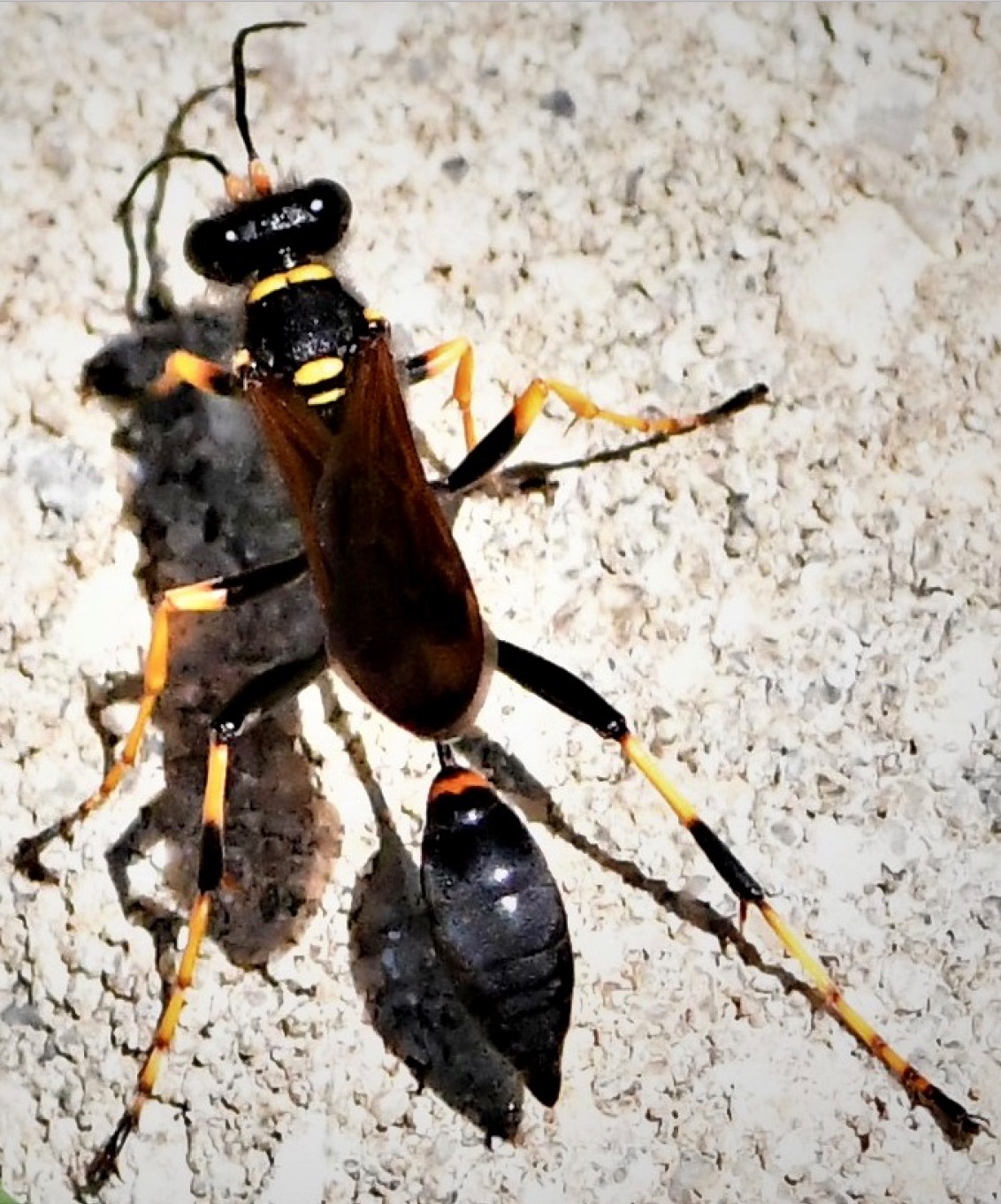 Black and Yellow Mud Dauber Wasp (Sceliphron caementarium)
