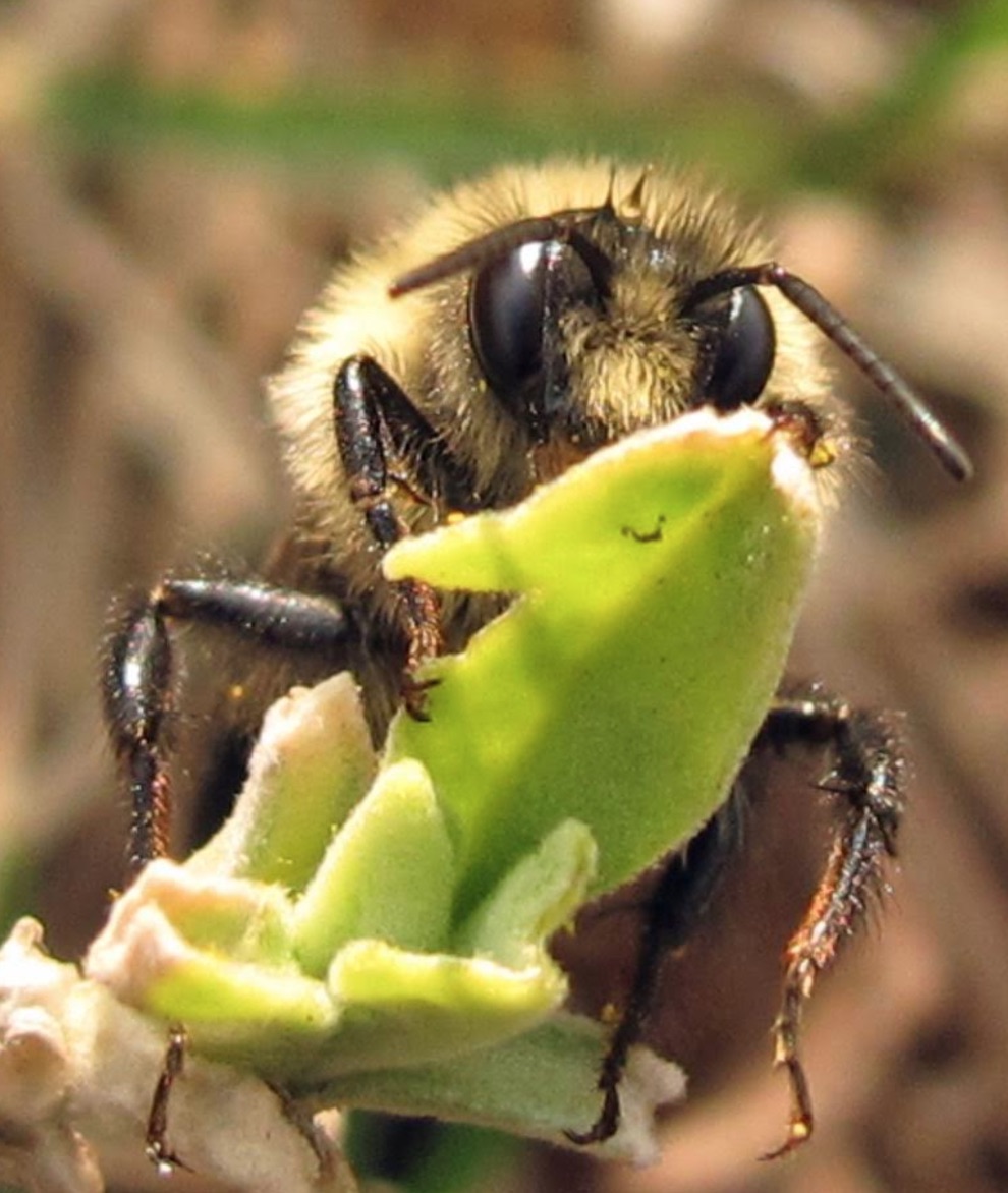 Common eastern bumble bee (Bombus impatiens)