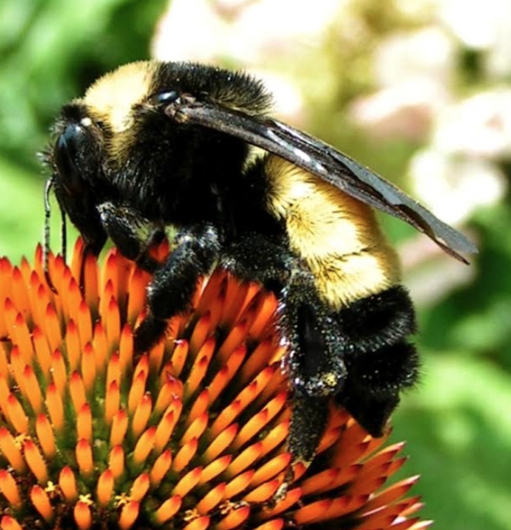 American bumble bee (Bombus pensylvanicus)