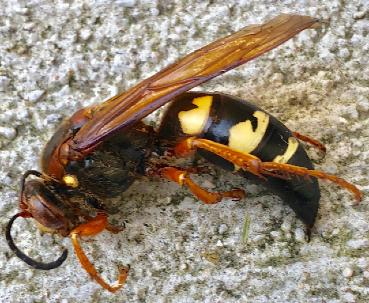 Eastern cicada killer (Sphecius speciosus)
