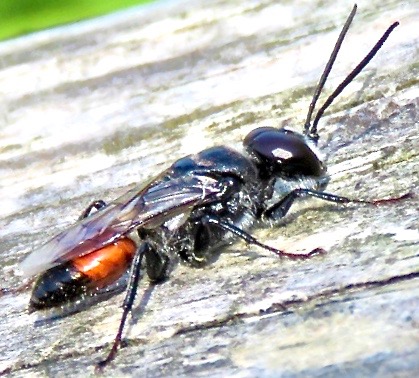 Digger wasp (Astata boops)