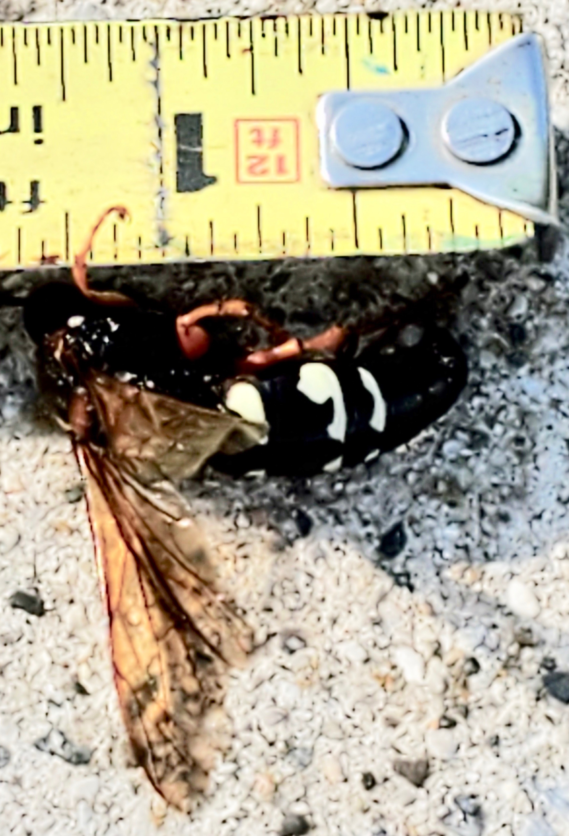 Eastern cicada killer (Sphecius speciosus)