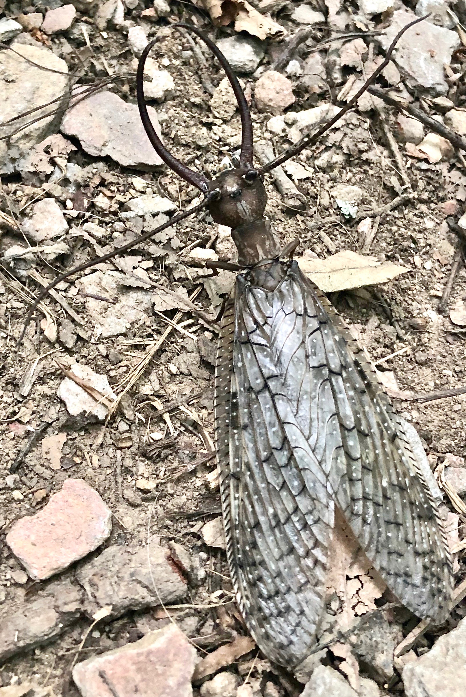Eastern Dobsonfly, male, Corydalus cornutus