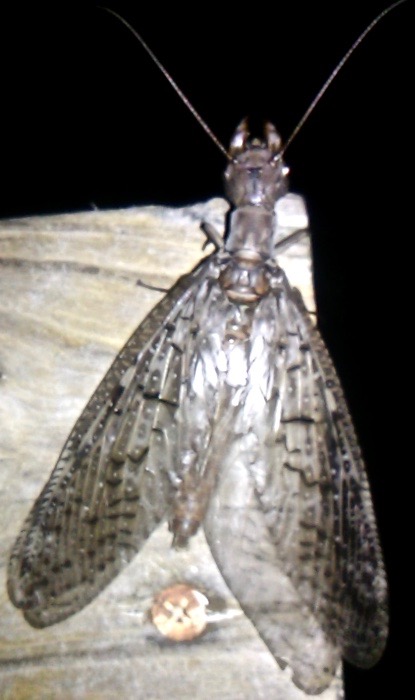 Eastern Dobsonfly, female, Corydalus cornutus