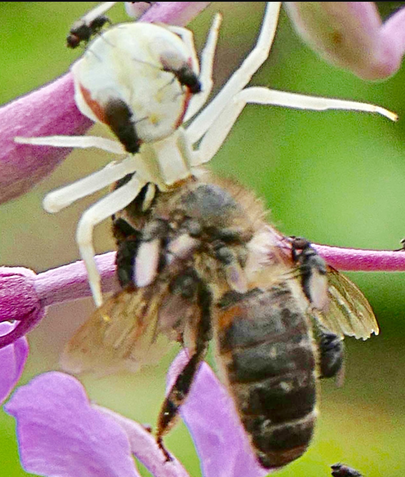 European Dark Bee (Apis mellifera mellifera)