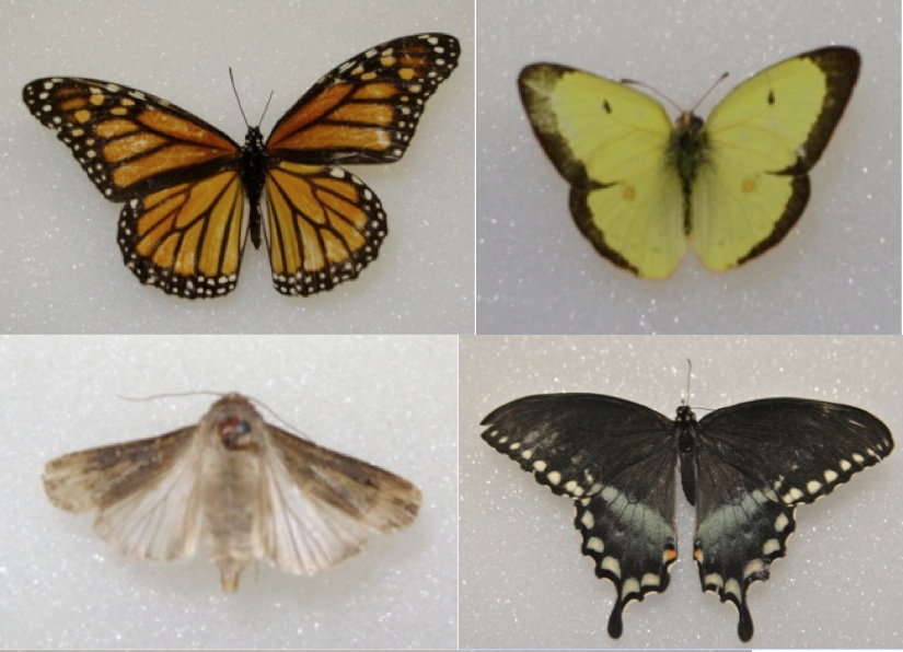 Various lepidopterans