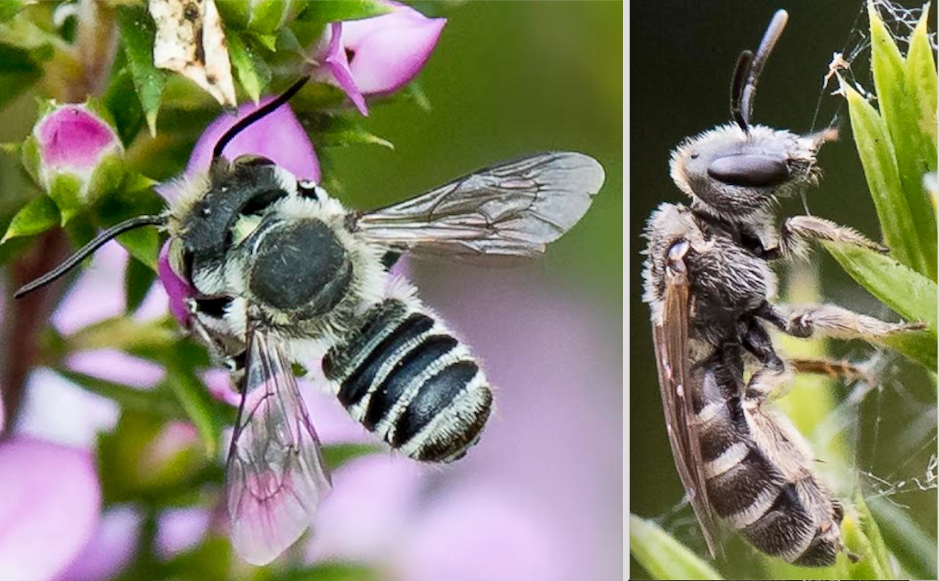 Leafcutter Bee (Megachile spp.)