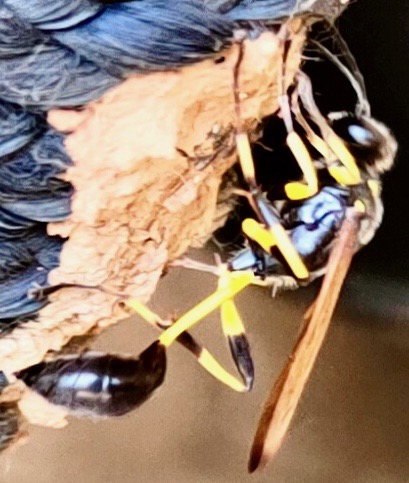 Black Mud Dauber wasp (Sceliphron madraspatanum)