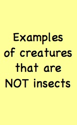 These Are Not Insects
