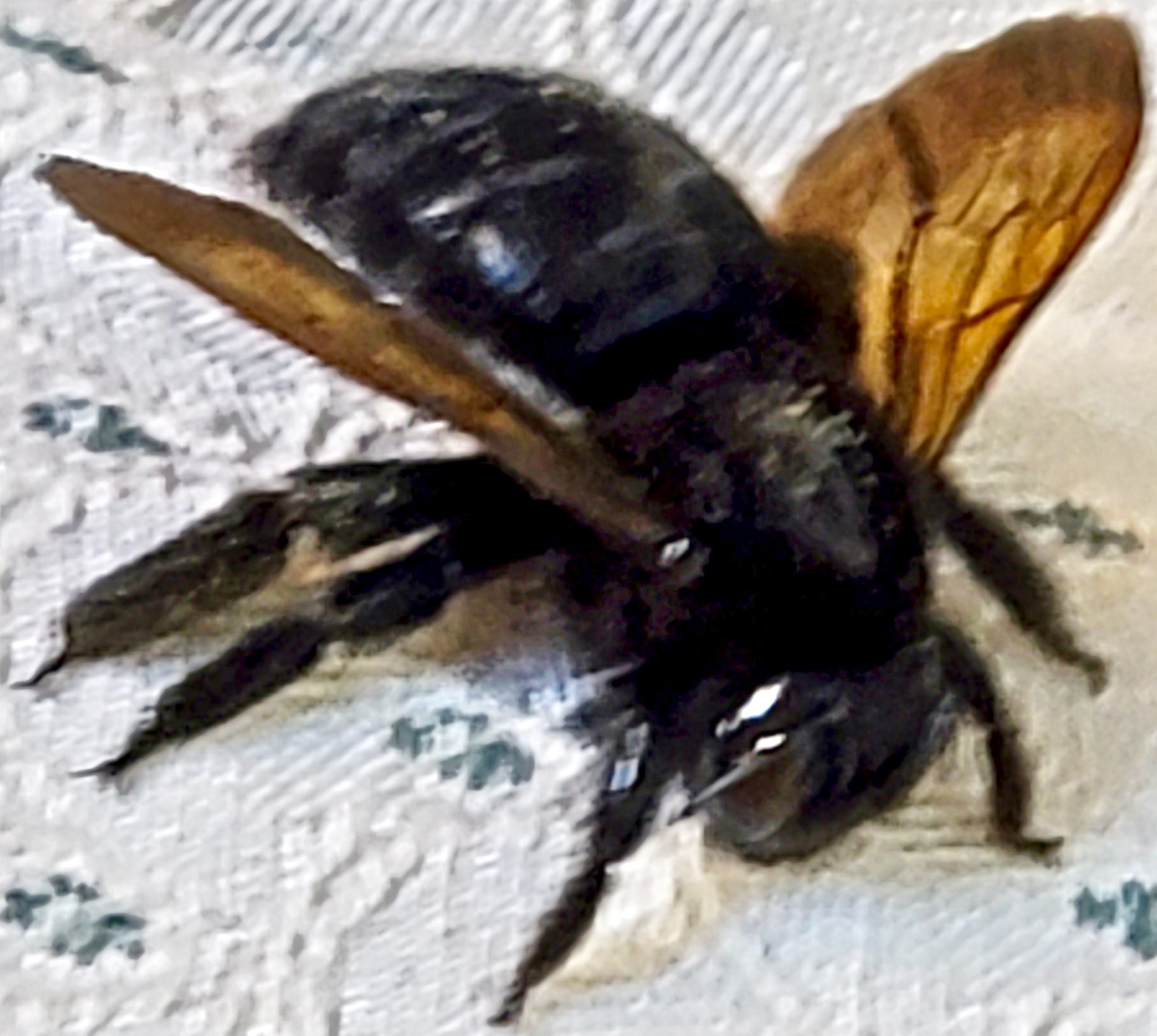 Carpenter bee (Xylocopa spp.)